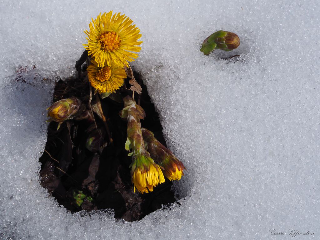 Fiore giallo da determinare:  Tussilago farfara (Asteraceae)